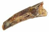 Bargain, Fossil Pterosaur (Siroccopteryx) Tooth - Morocco #329005-1